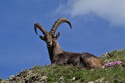 Al Lago Rotondo di Trona e sul Pizzo Paradiso, solo in compagnia degli stambecchi l’8 luglio 2019- FOTOGALLERY